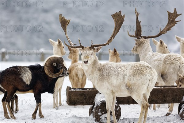 White fallow deer