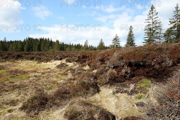 Raised bog with former peat cutting walls