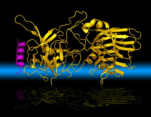 Botulinum neurotoxins