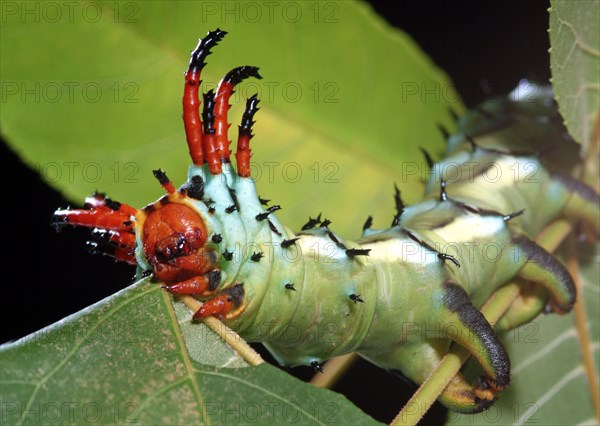 Citheronia regalis Catepillar