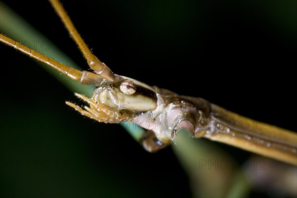 Walking Stick Insect