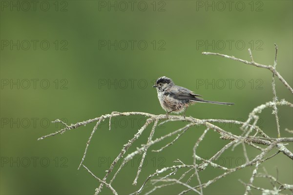 Long-tailed tit