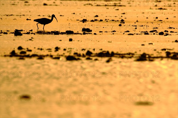 Glossy ibis