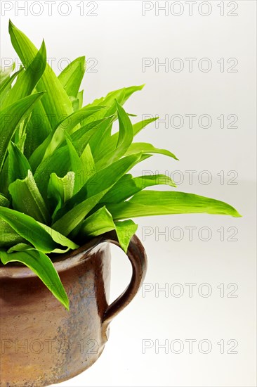 Wild garlic in a clay jug