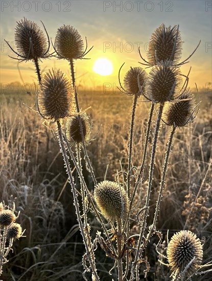 Wild teasel