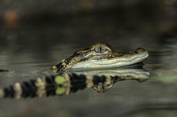 American alligator