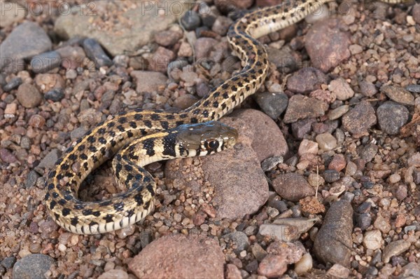 Checkered garter snake