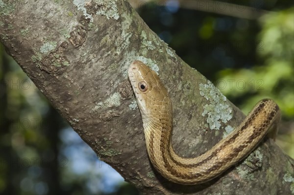 Yellow rat snake