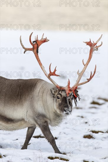 Svalbard reindeer