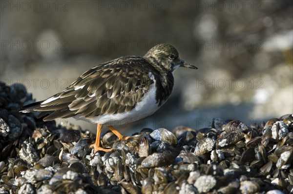 Turnstone