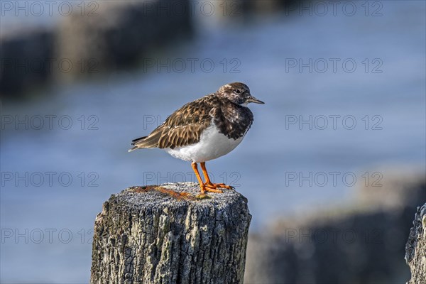 Ruddy turnstone