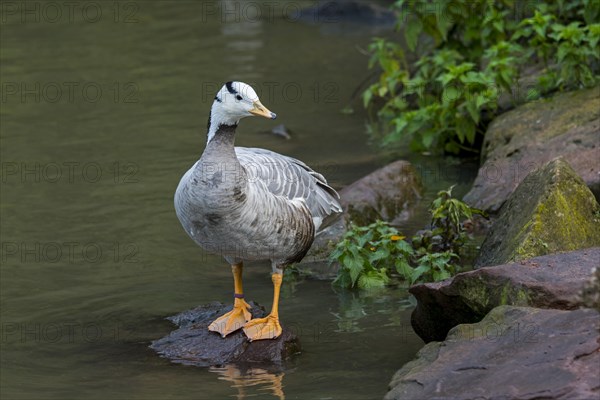 Bar-headed goose