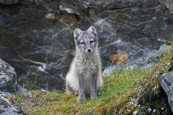 Arctic fox