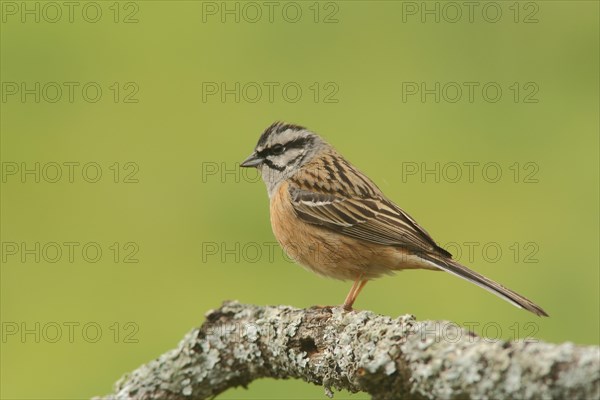 Rock Bunting