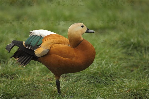 Ruddy Shelduck