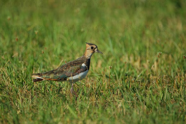 Northern lapwing