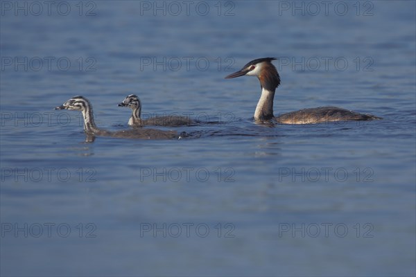 Three great crested grebe