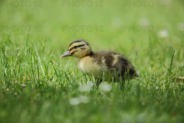 Chick Mallard