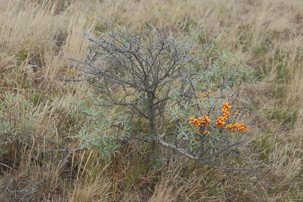 Bush common sea-buckthorn