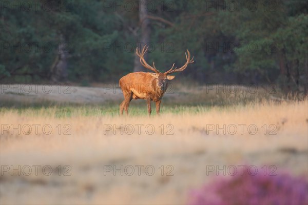 Red deer