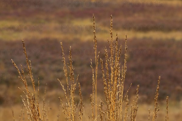 Purple moor grass