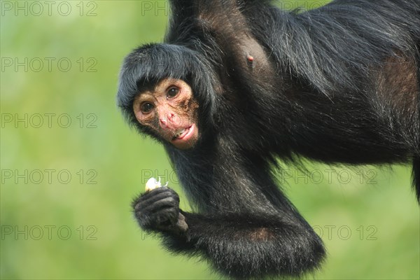 Red-faced spider monkey