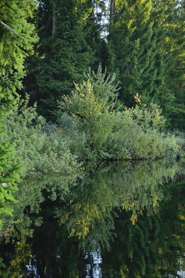 Forest along the shore of the Etang de la Gruere reflected in the still waters of the moor lake