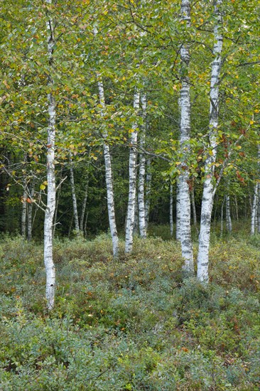 Birch forest and blueberry bushes in the high moor near Les Ponts-de-Martel