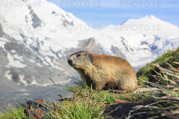 Alpine marmot in front of Gerbirge and glacier in Hohe Tauern National Park