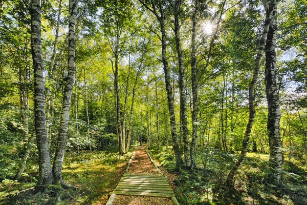 Forest path in the birch forest near Les Ponts-de-Martel in the canton of Neuchatel