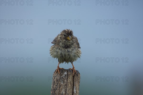 Corn Bunting