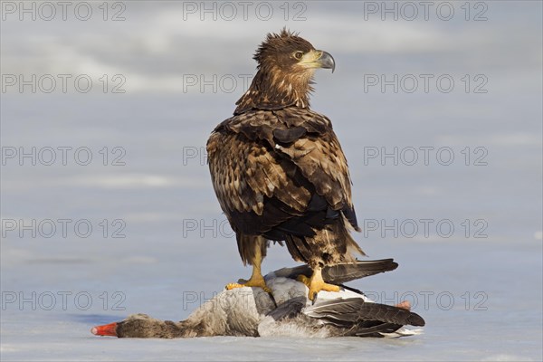 White-tailed eagle