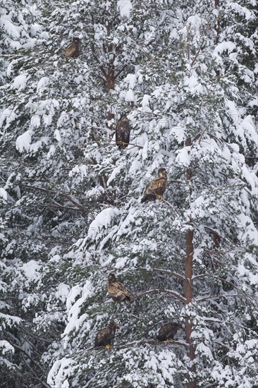 White-tailed eagles