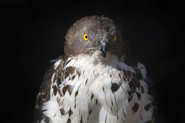 Eurasian sparrowhawk