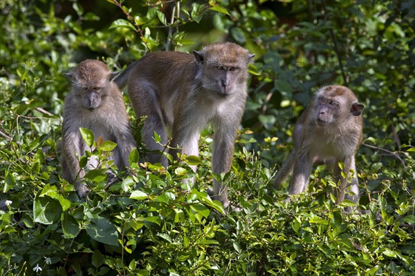 The Crab-eating Macaque