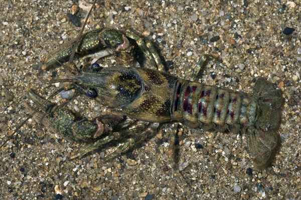 American River Crayfish