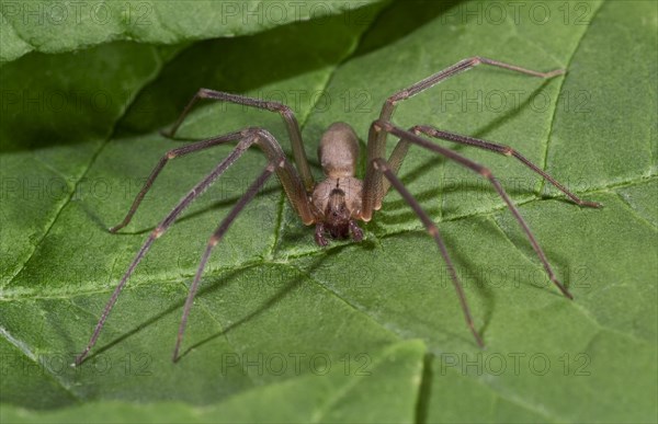 Brown Recluse Spider