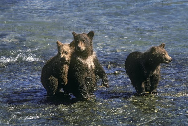 Alaskan Brown Bear Cubs