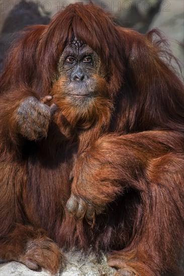 Orang Utan