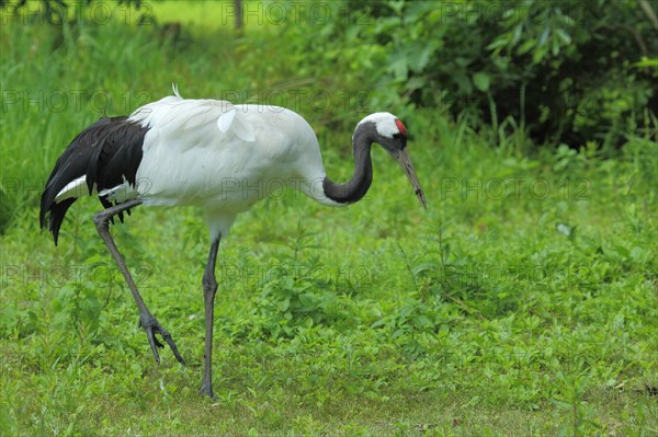 Red-crowned crane