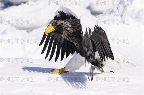 Steller Sea Eagle