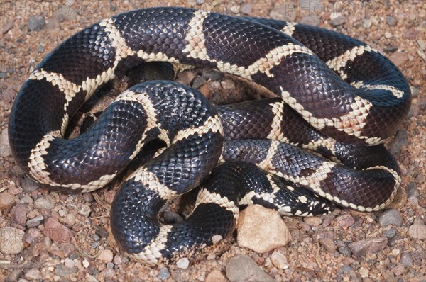 Eastern king snake