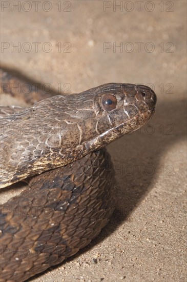 Brown water snake