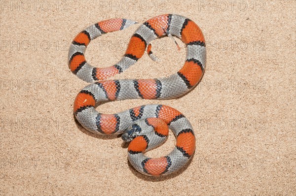 Grey-banded kingsnake