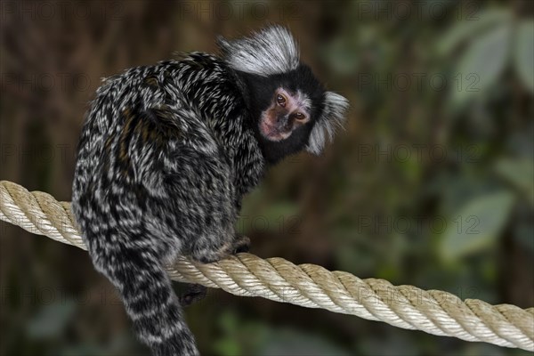 Common marmoset