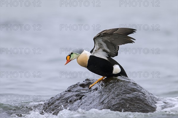 King eider