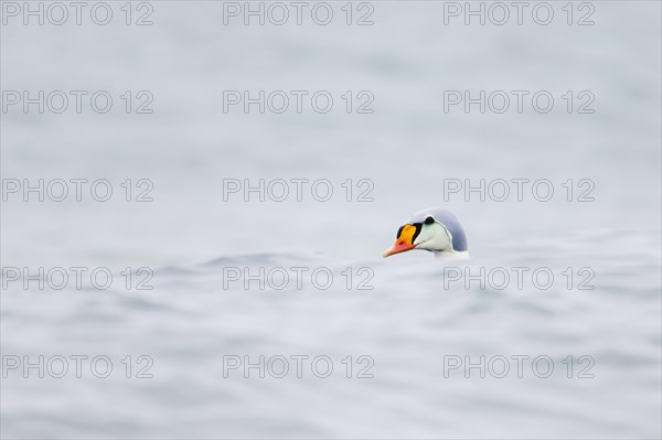 King eider