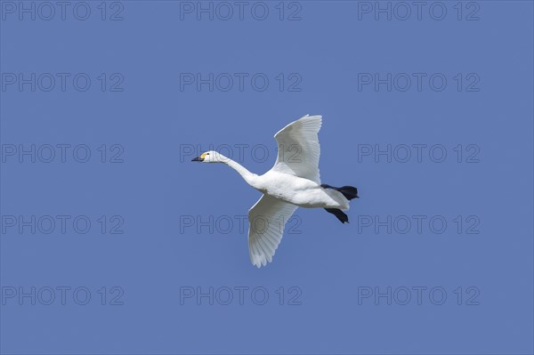 Tundra swan