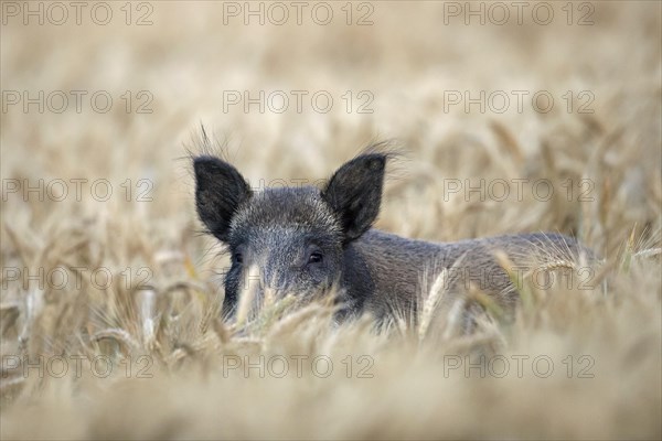 Solitary wild boar