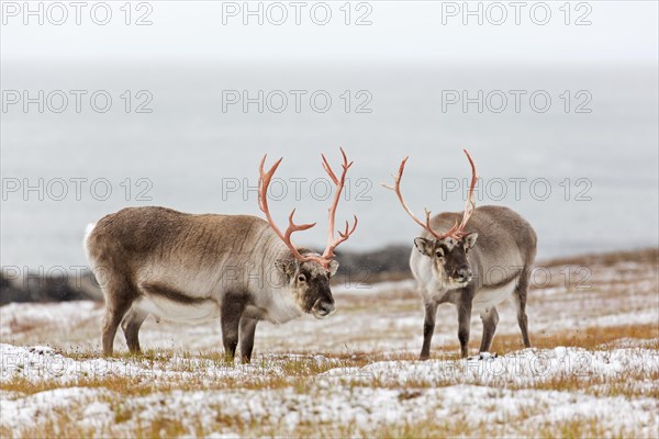 Two Svalbard reindeer